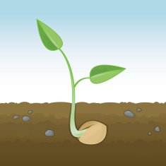 Sprouting Seedling Cross-Section