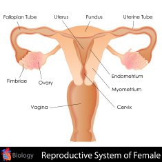 Female Reproductive System N2