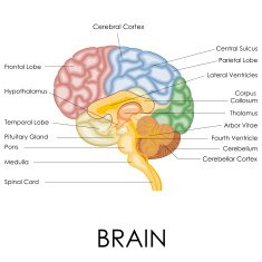 Human Brain Anatomy N5