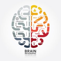infographics vector brain design diagram line monochrome colour