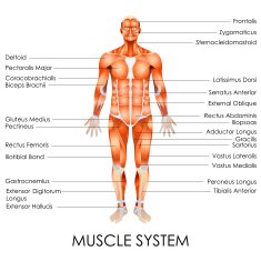 Muscular System N3