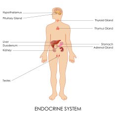 Endocrine System N5