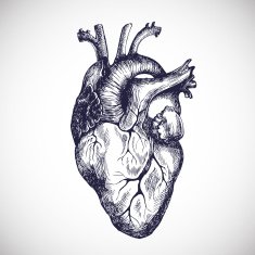 Human Heart N19