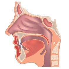 Human nose and throat structure