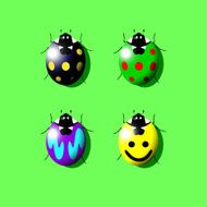 coccinella 02