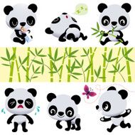 Panda Bears
