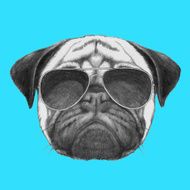 Hand drawn portrait of Pug Dog with sunglasses
