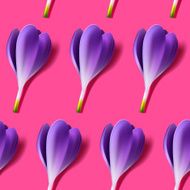 Seamless crocus background