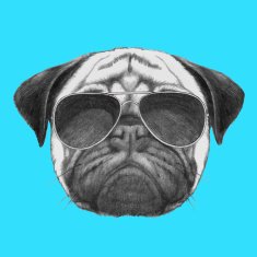 Hand drawn portrait of Pug Dog with sunglasses
