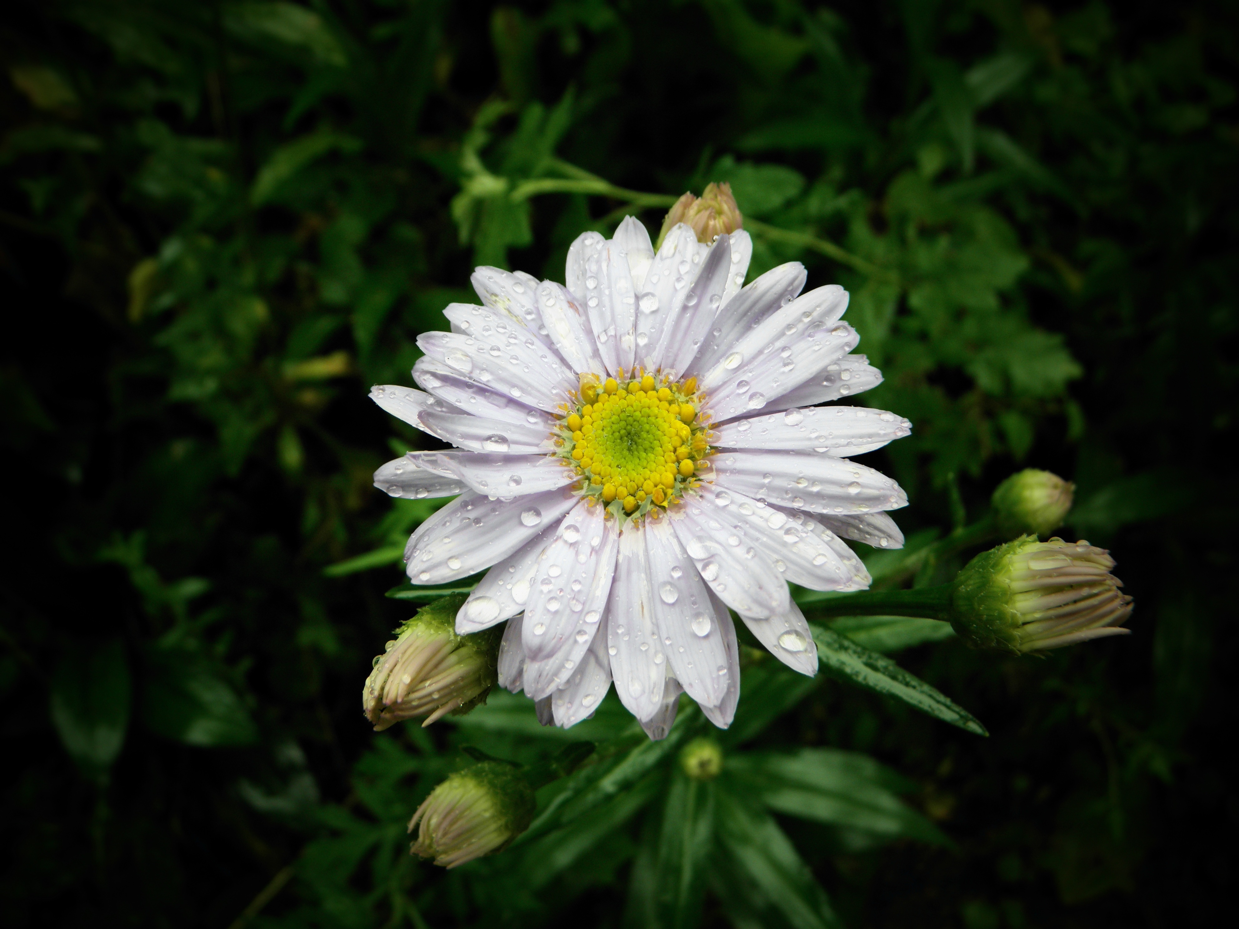 Ромашка астровые. Астровые (Asteraceae). Астровые (подсемейство). Астровые маленькие белые. Ромашка Астровая.