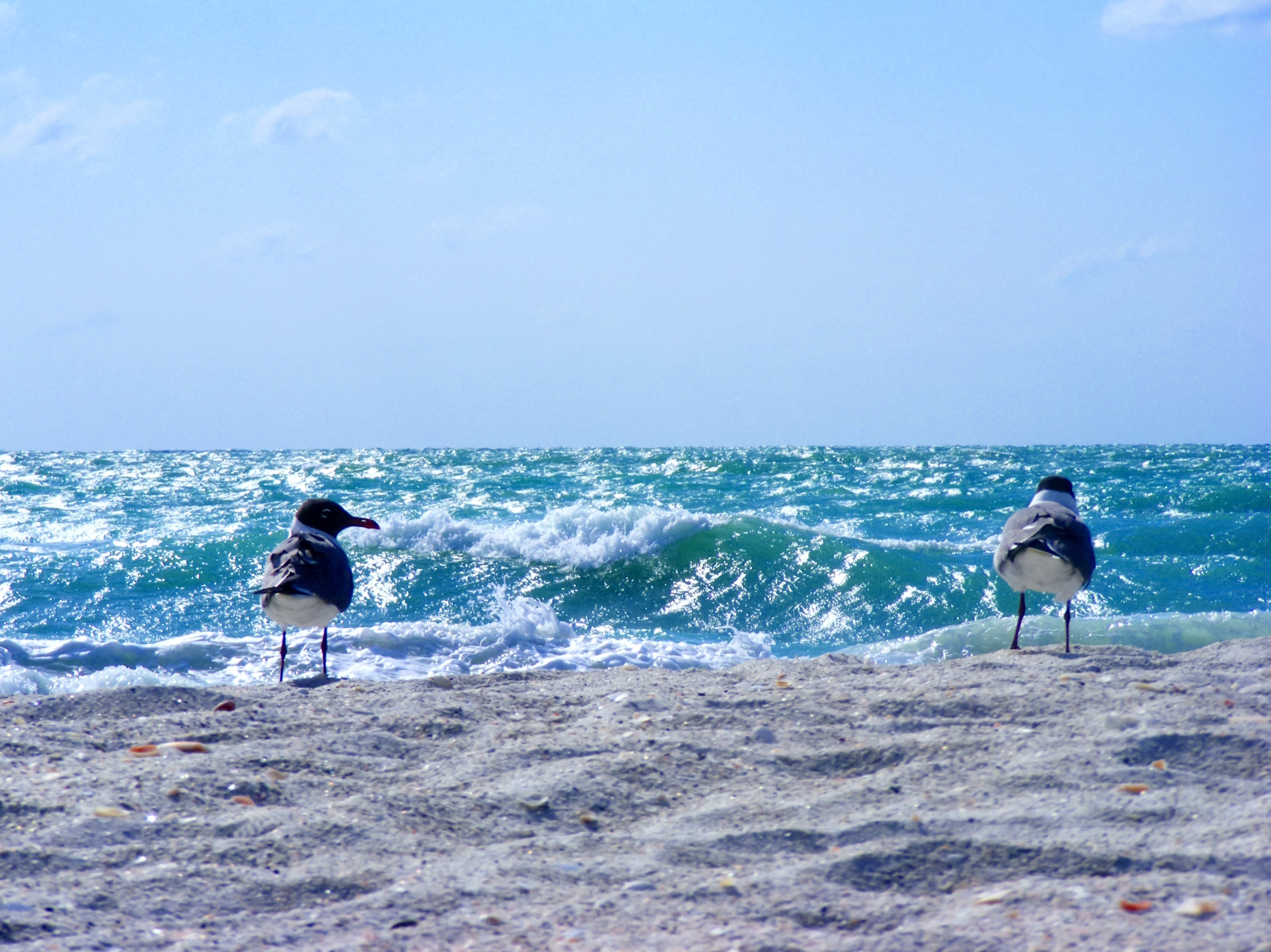 Seagulling A Girl