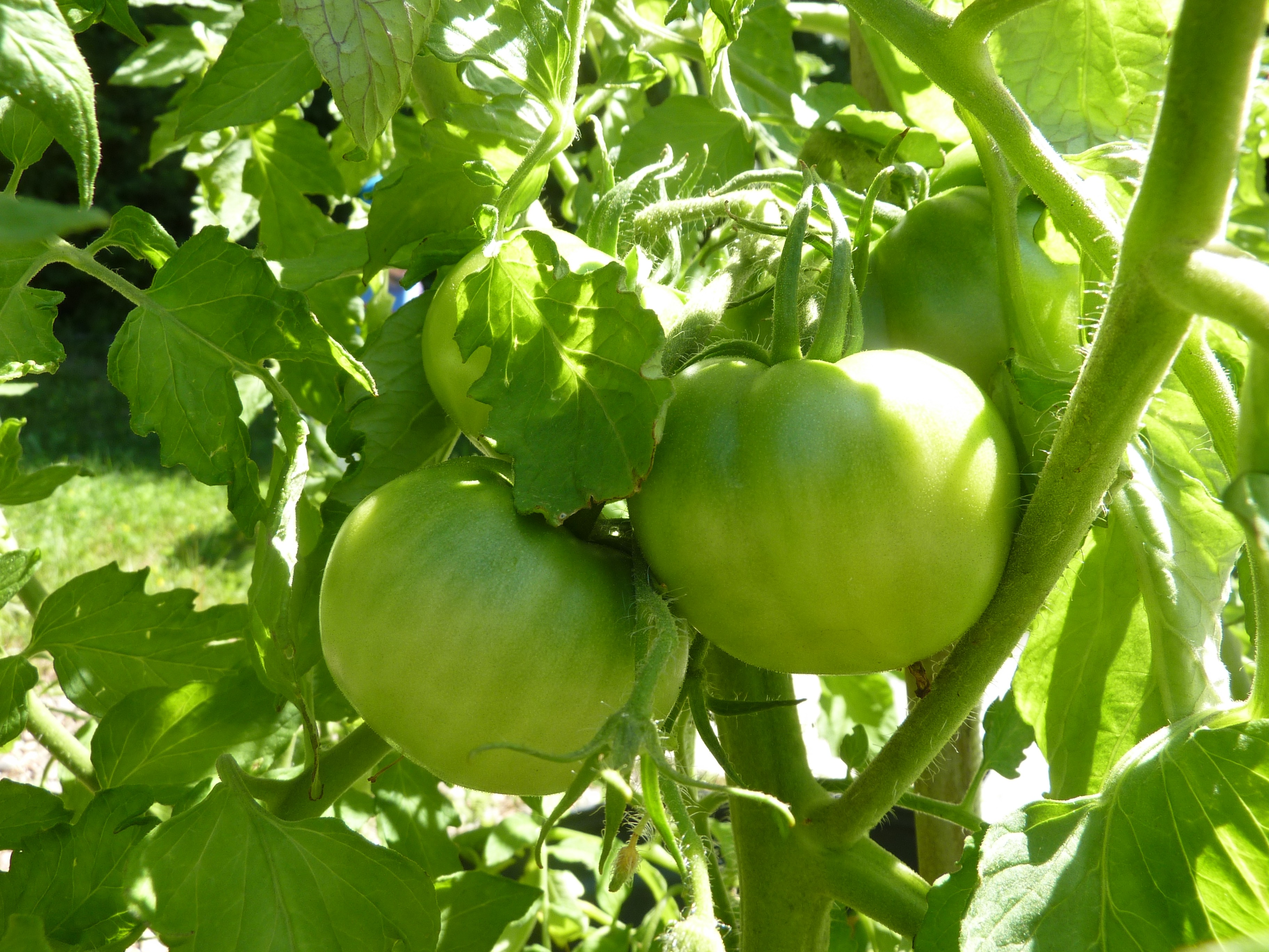 Зеленые спелые помидоры