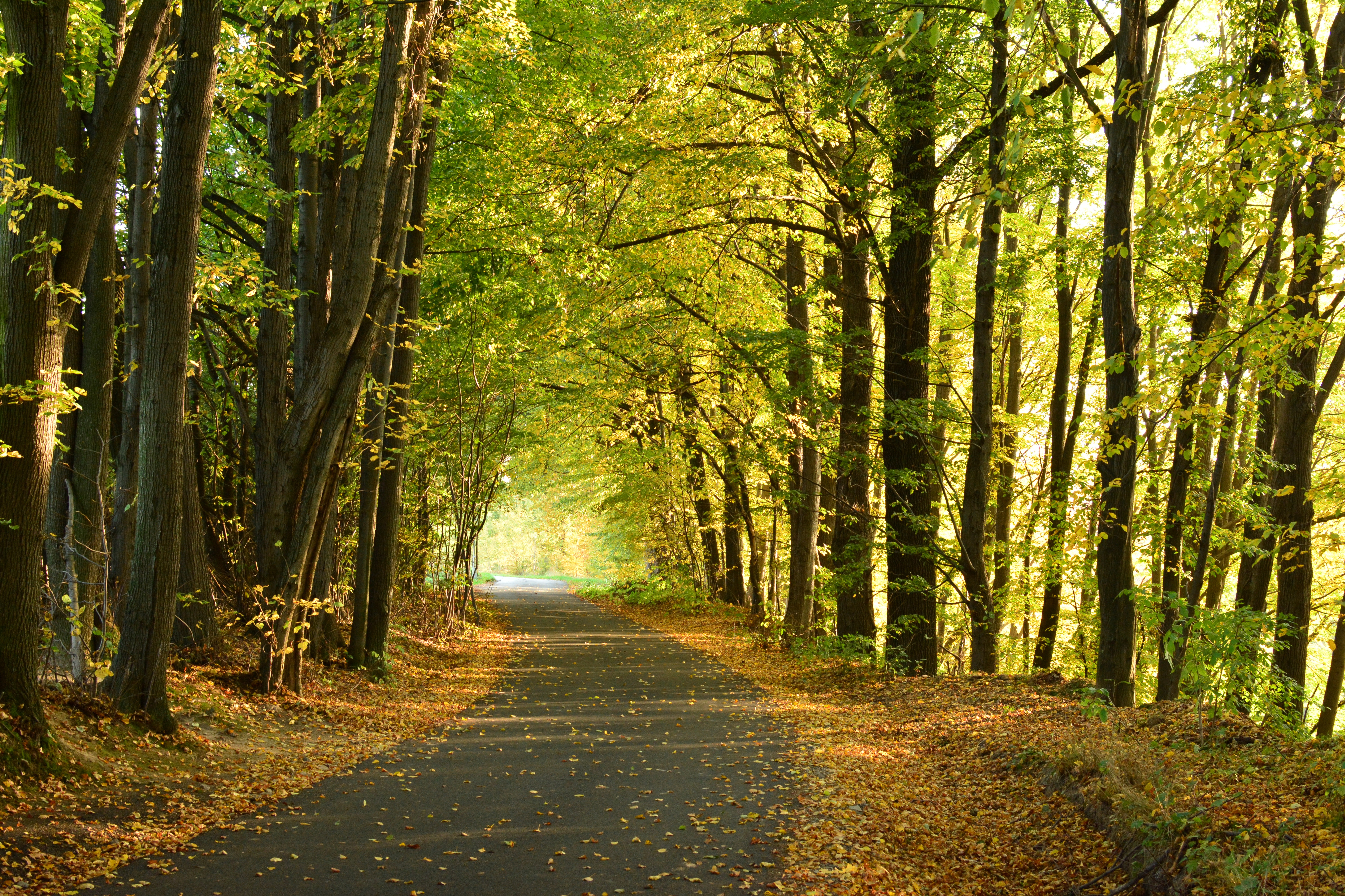 Autumn Forest Tree Park Path Free Image