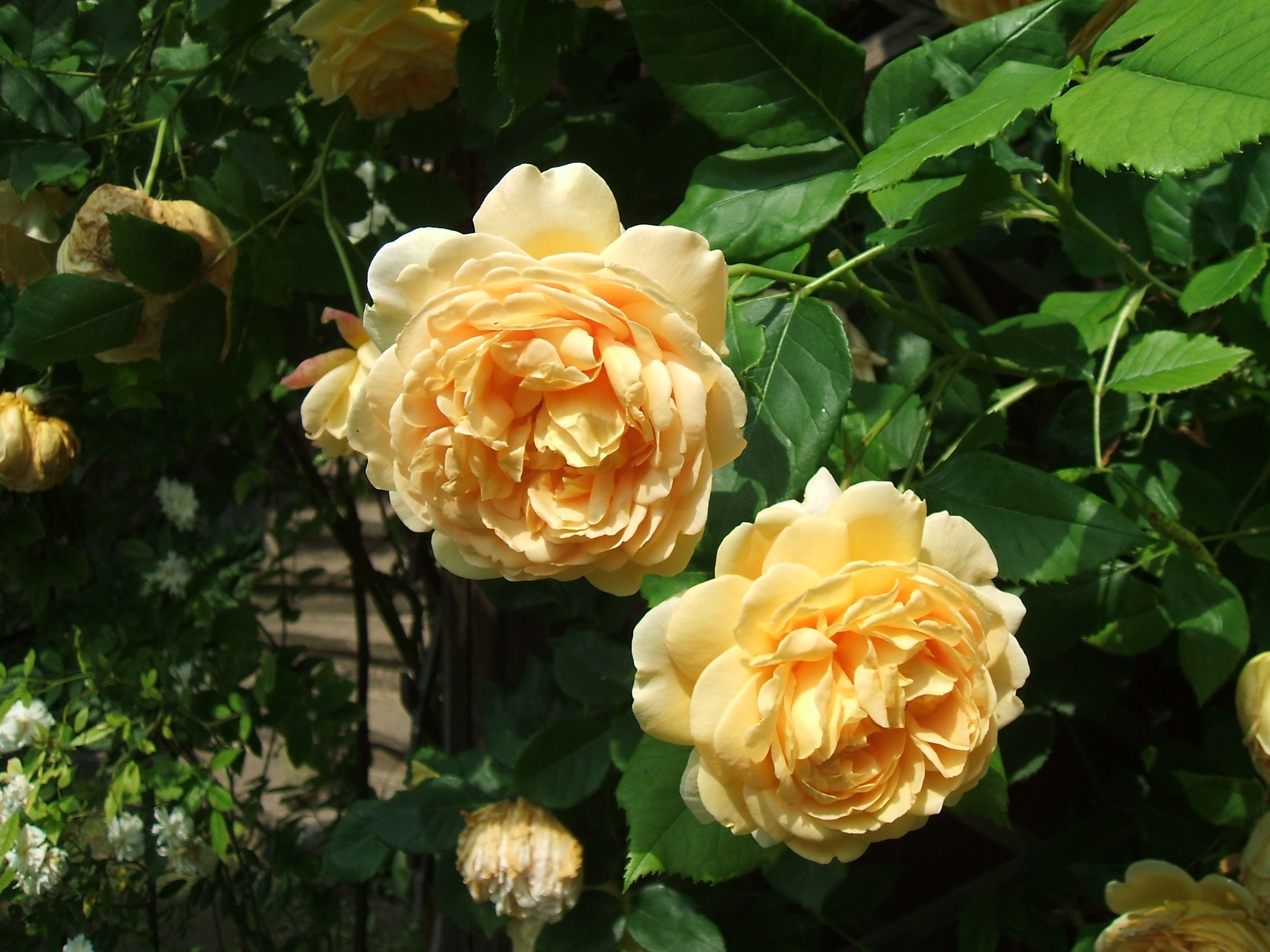 Yellow roses on a bush in the garden free image download