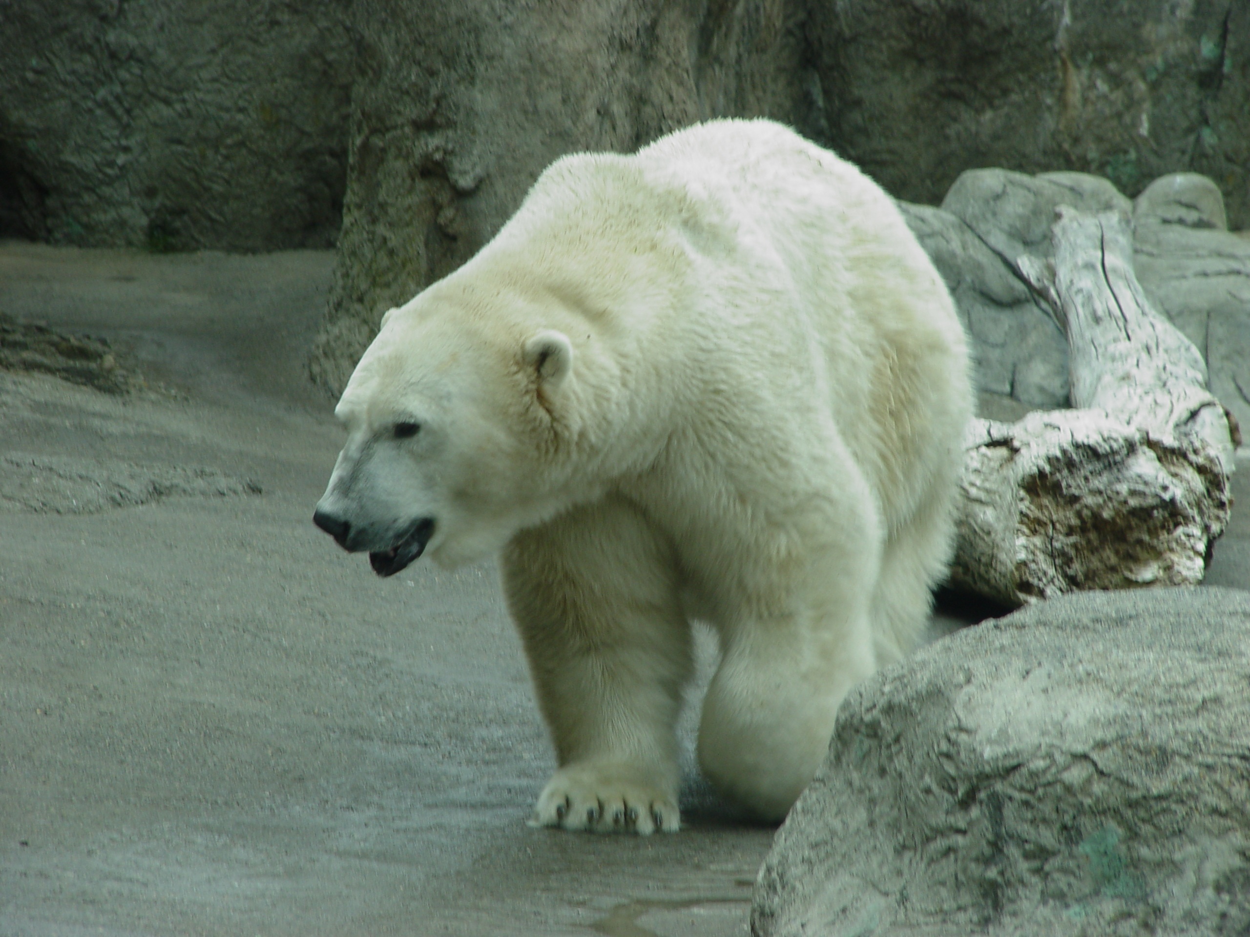 Near bear. Зелёный белый медведь. Грозный белый медведь. Позеленевший белый медведь. Зеленый медведь в зоопарке.