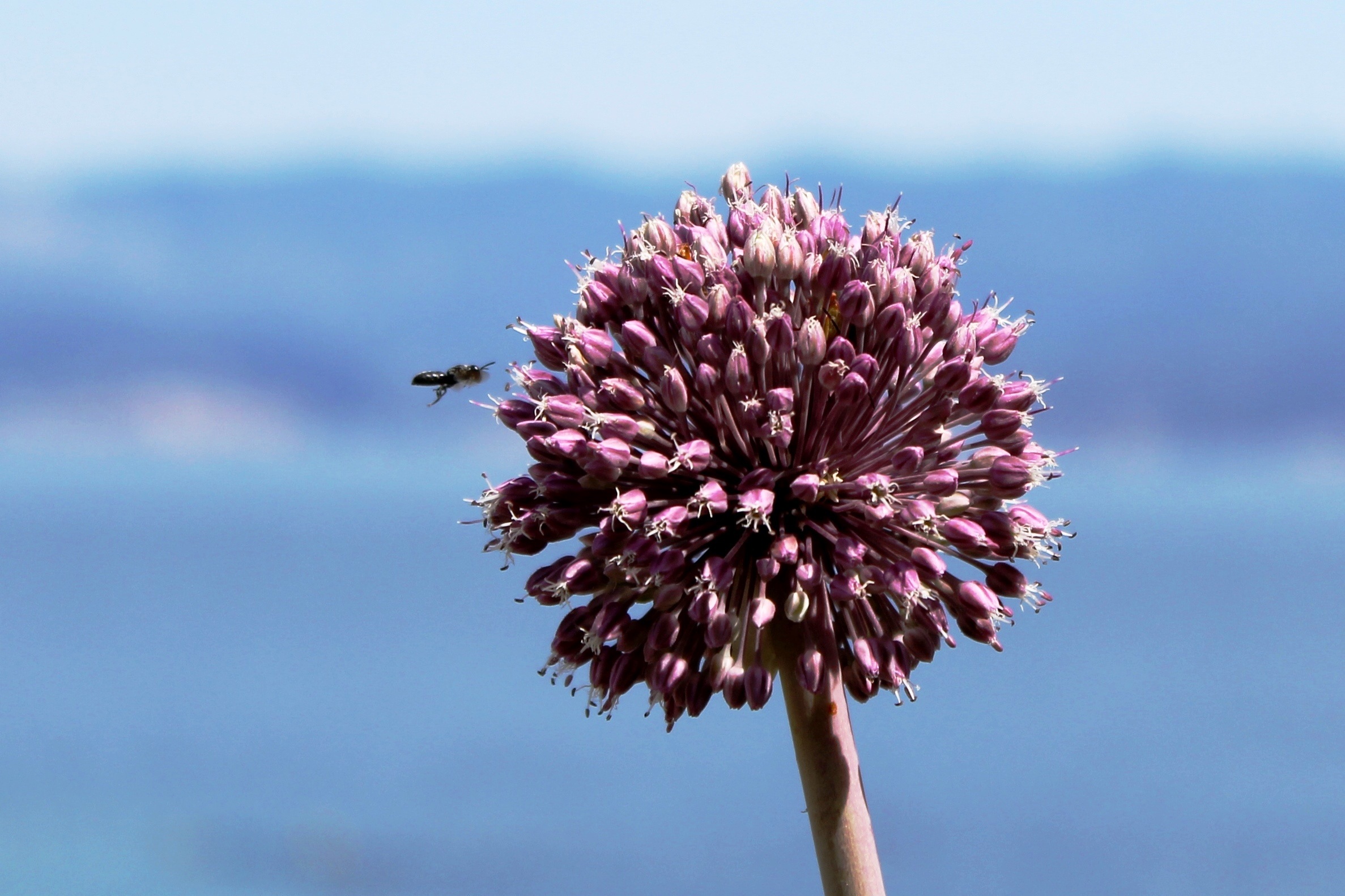 Spectacular beautiful clover flower free image download