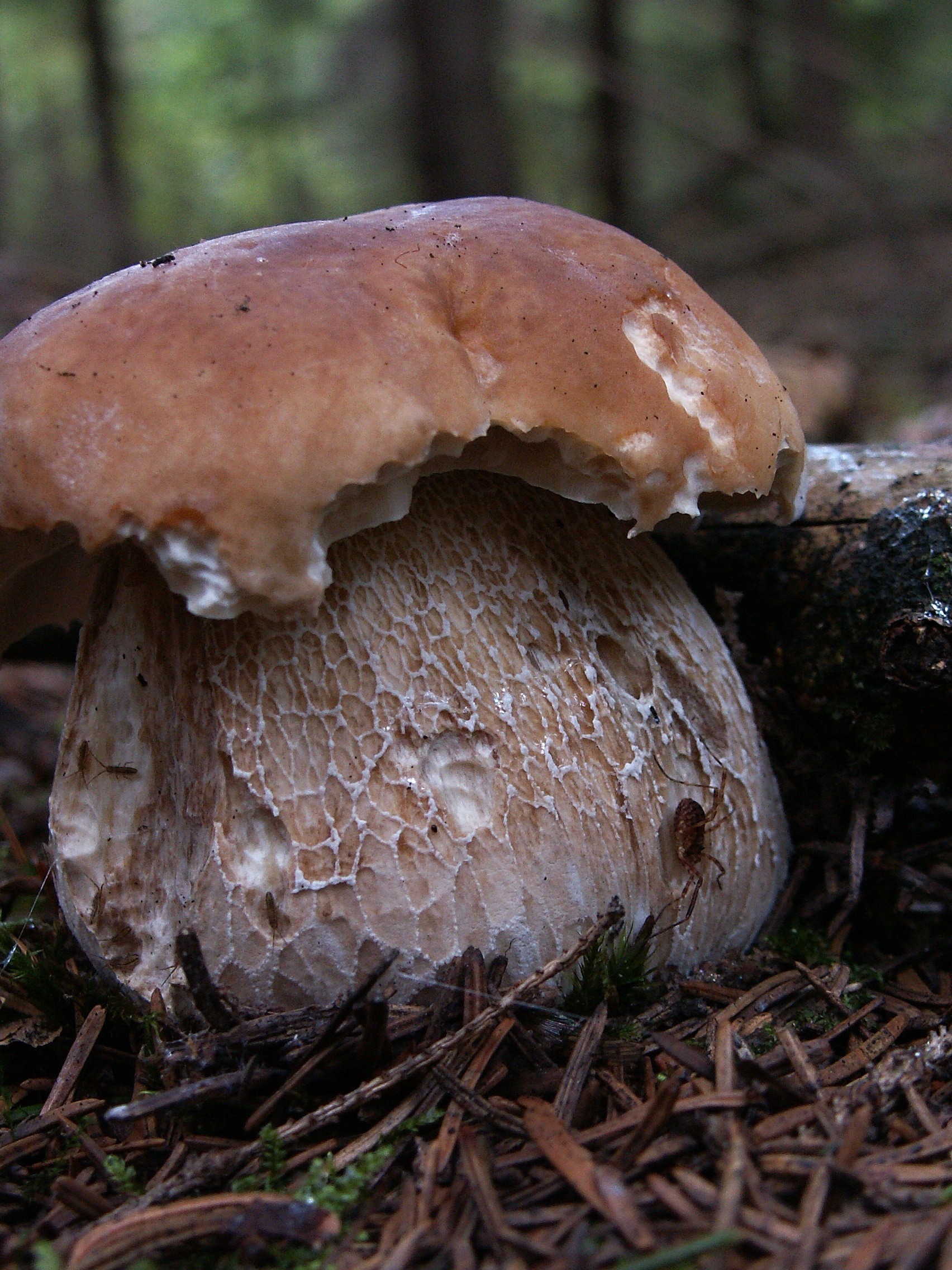 Осенние грибы в Сибири