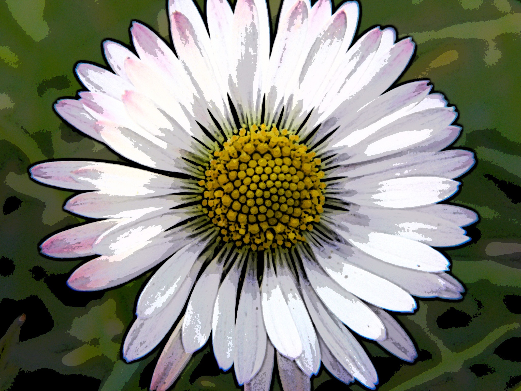 Daisy Flower Inverted Color Digital Effect Free Image Download 1468
