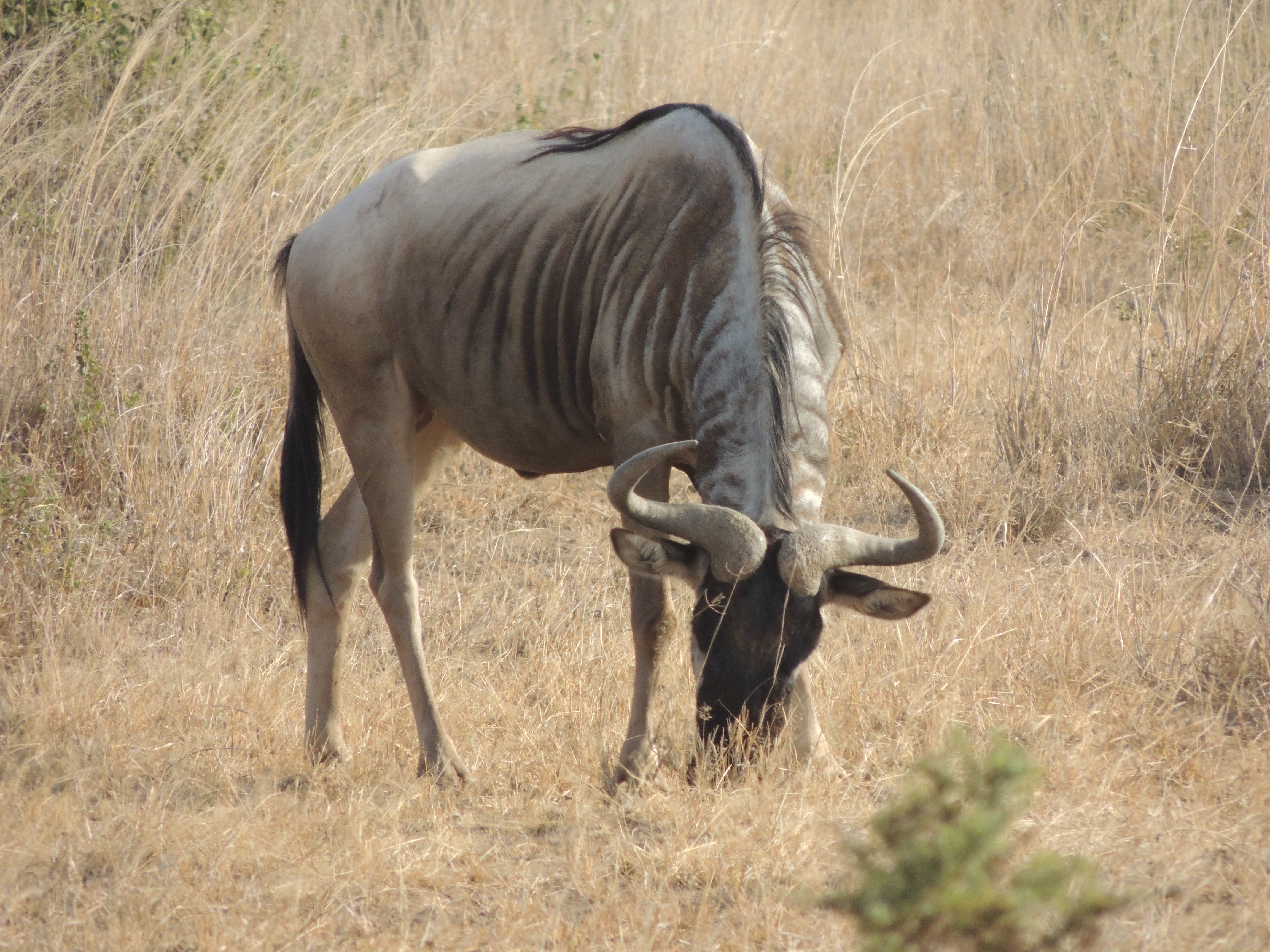 Африканская антилопа гну