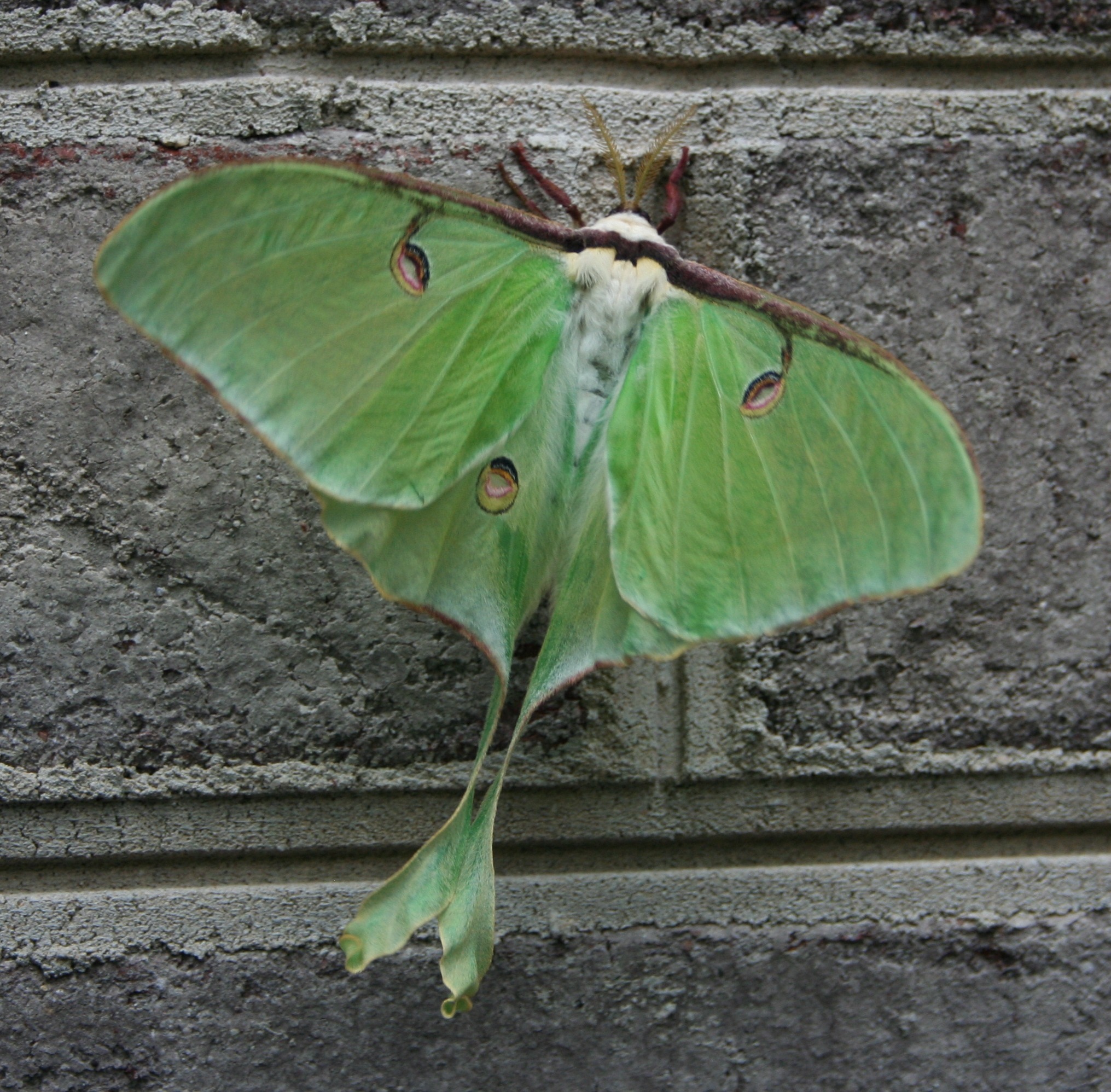 Fuzzy green moth insect macro free image download