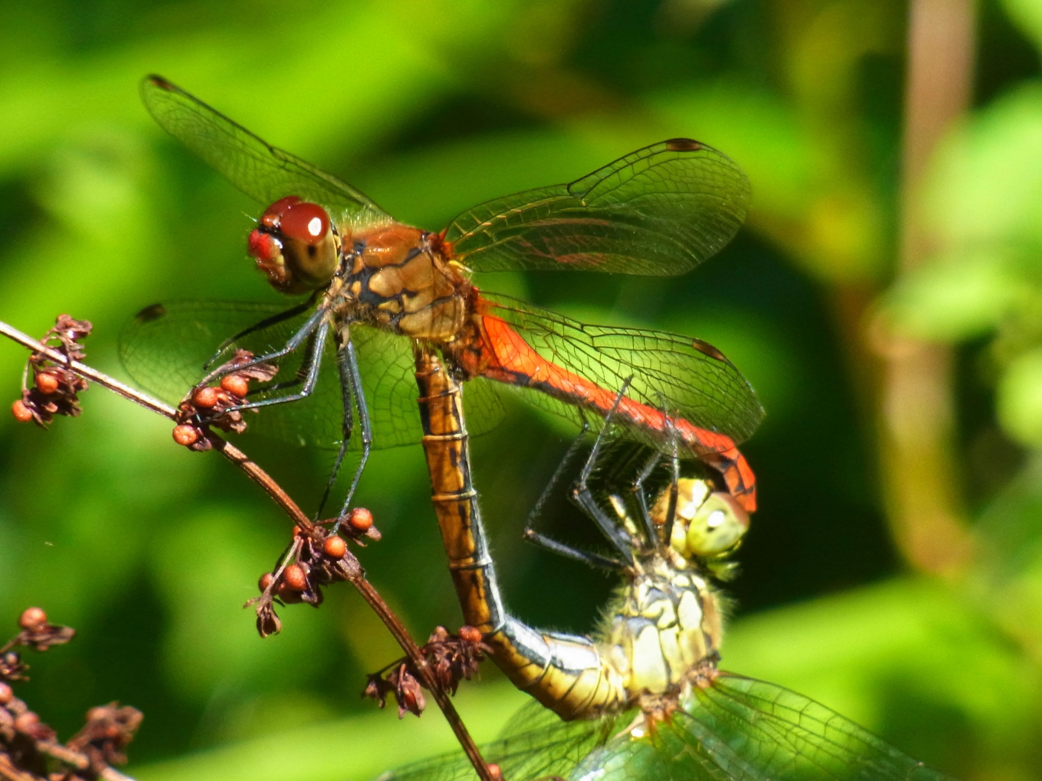 Macro photo of wild two dragonflies on a branch in the forest free ...