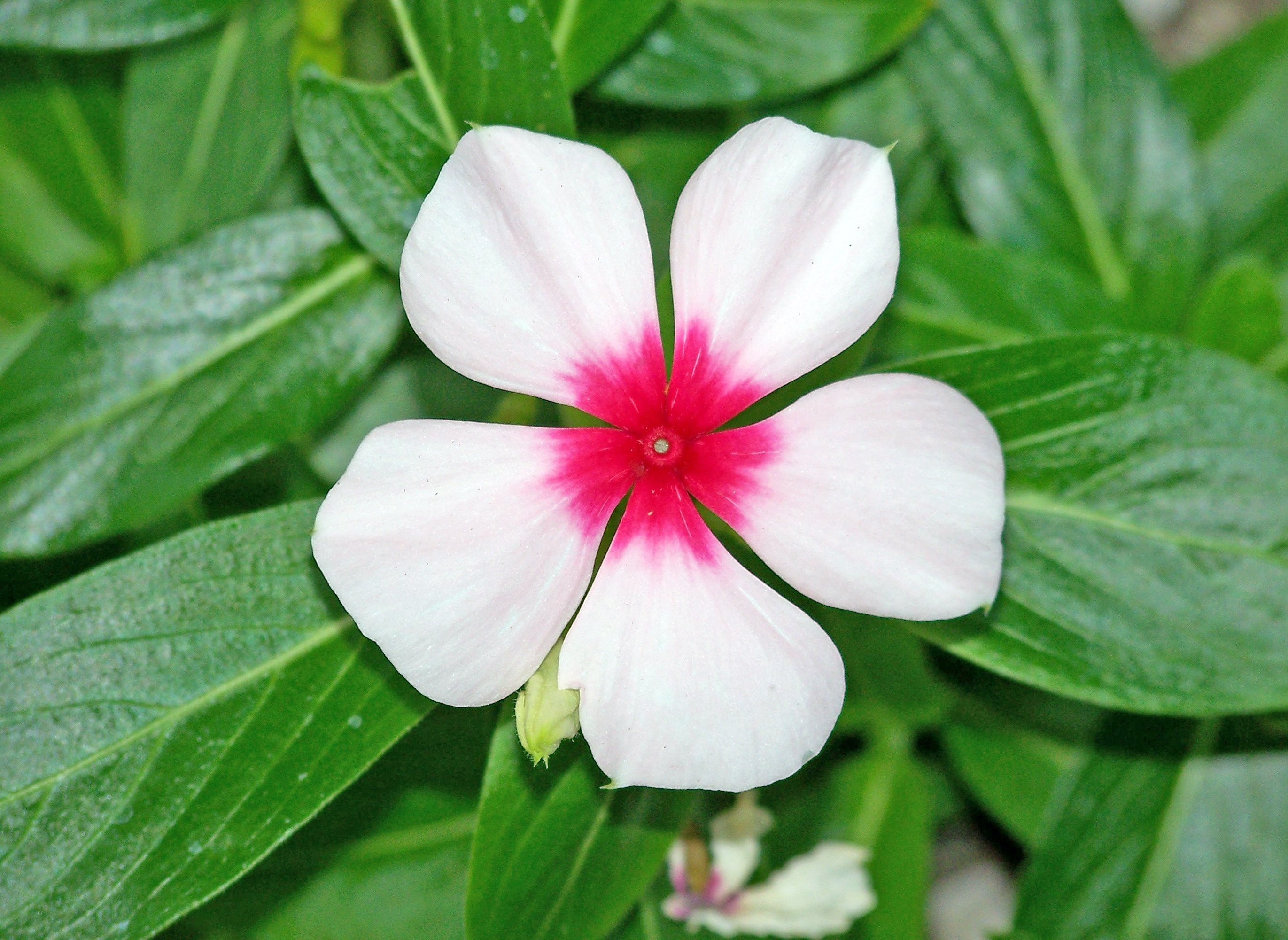 Цветок с пятью лепестками название и фото