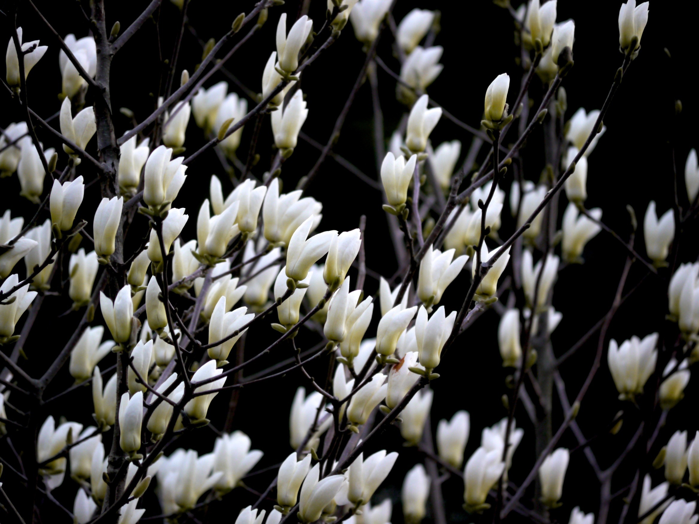 White magnolia flowers in spring free image download