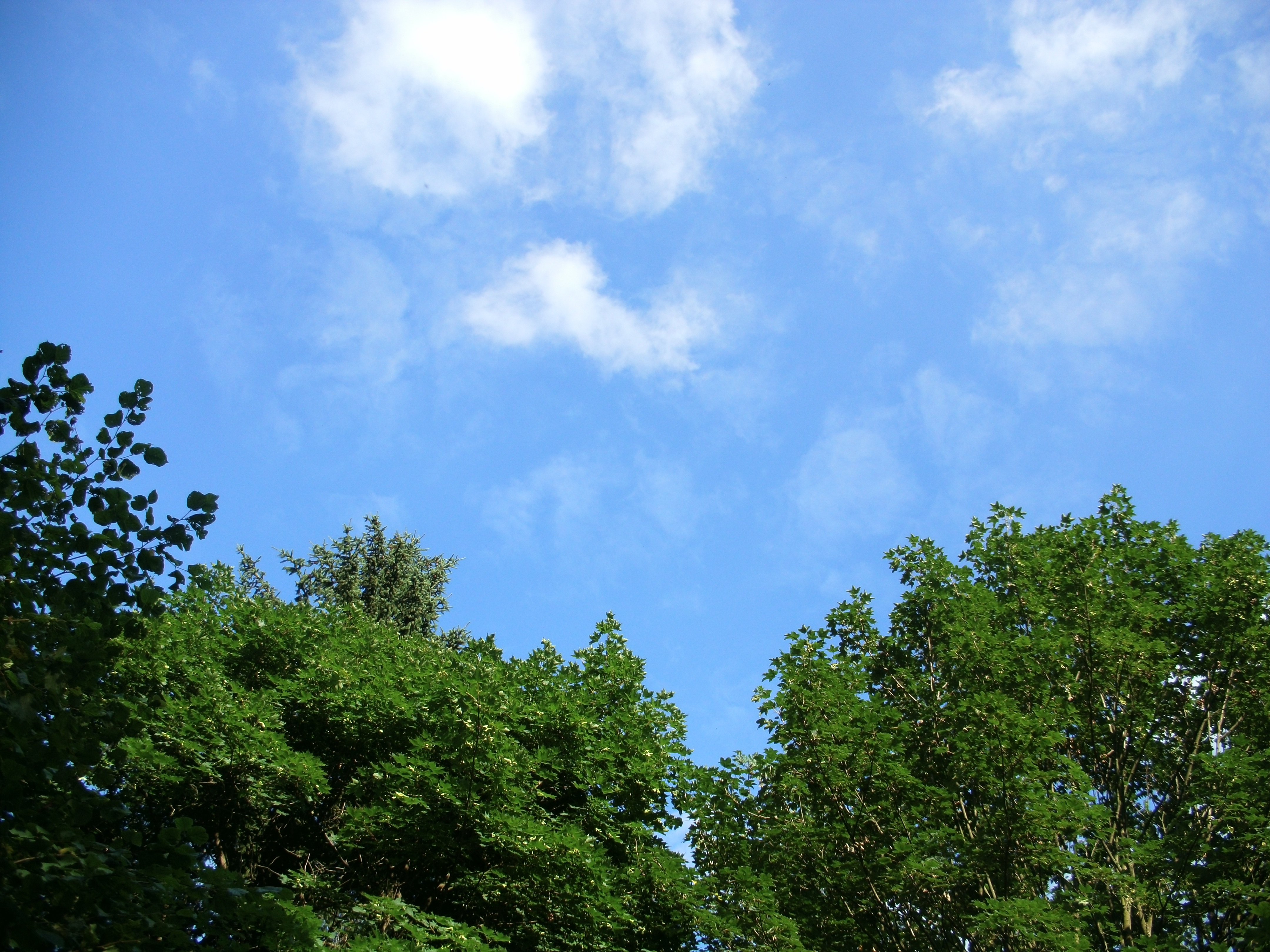 Верхушки деревьев на фоне неба