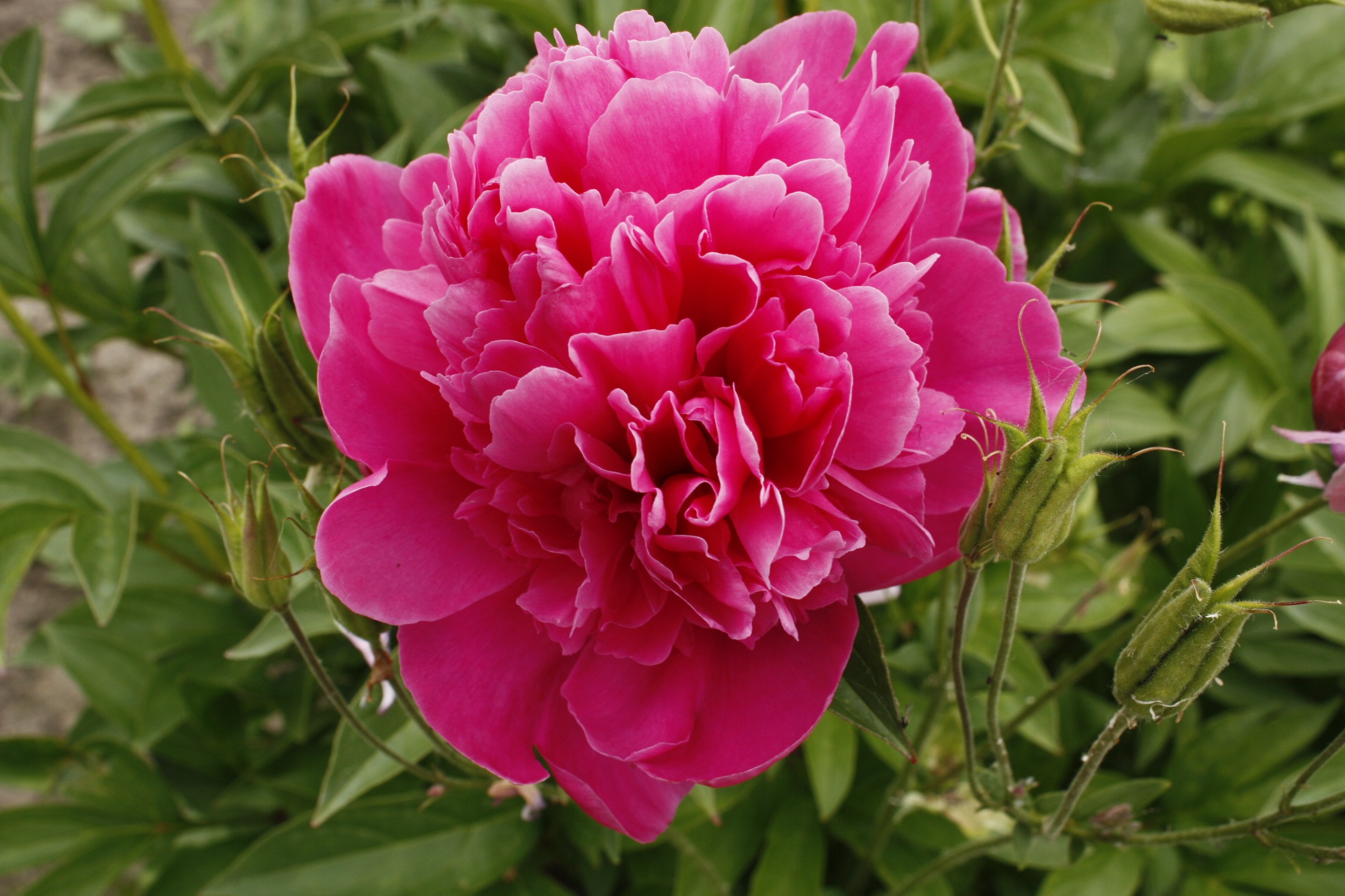 Hot pink lush peony free image download