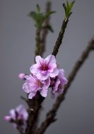 magnificent peach tree flowers
