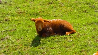 red lamb lays on pasture