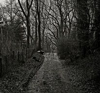 scary scenery of trail in the forest