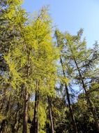 bottom view of tall forest trees