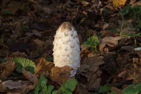 poisonous mushroom in autumn forest