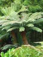 fern trees in a tropical forest