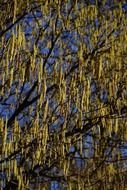 birch inflorescences