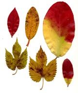 Different leaves in autumn