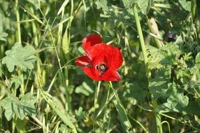 poppy flower among green plants