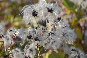 thistle plant in the garden