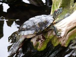 turtle on the shore of the pond