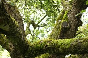 old tree covered with moss in the forest