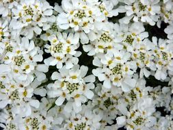 Picture of the white blossoms in a garden