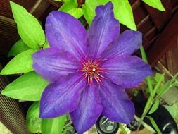 Blue clematis flowered with green leaves