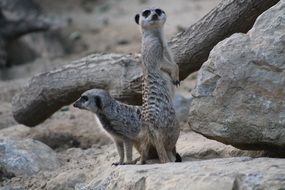 black and white photo of meerkat on the rock