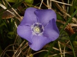 purple perfect flower