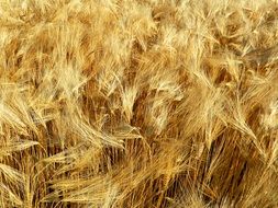 dry wheat ear on the field