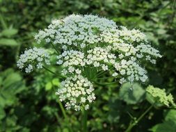 aegopodium podagraria blossom