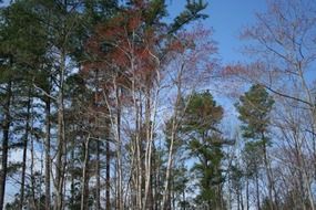 deciduous trees in the autumn forest