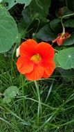 nasturtium, red flower and green round leaves