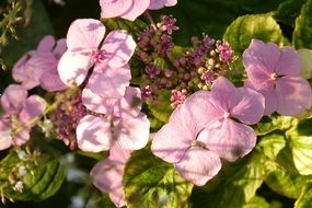 pink hydrangea is ornamental shrub